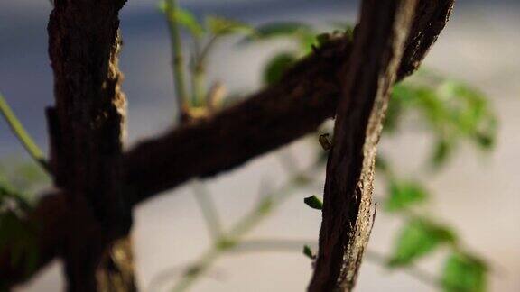 蚂蚁在树上搬运树叶