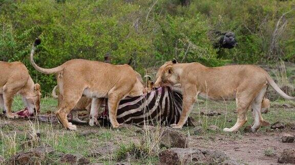 狮子吃斑马