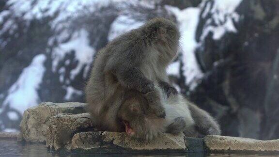 慢动作组日本猕猴坐着检查跳蚤和蜱