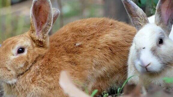 两只可爱的兔子睡在后院的地上复活节兔子