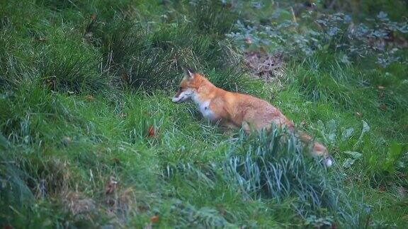 草地上的狐狸画像