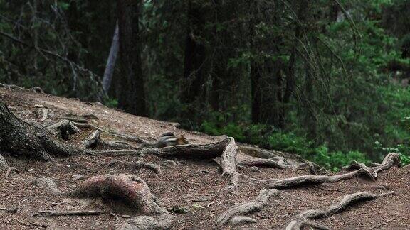 可爱的花栗鼠在加拿大阿尔伯塔省班夫国家公园的松树林中奔跑茂密的绿色森林里有野生动物