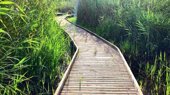 西班牙Pego的LaMarjal湿地自然公园的木栈道全景