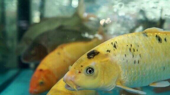 锦鲤鱼日本鲤鱼鱼美丽的橙色鱼