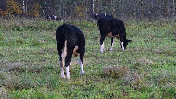 绿草地上的一群奶牛