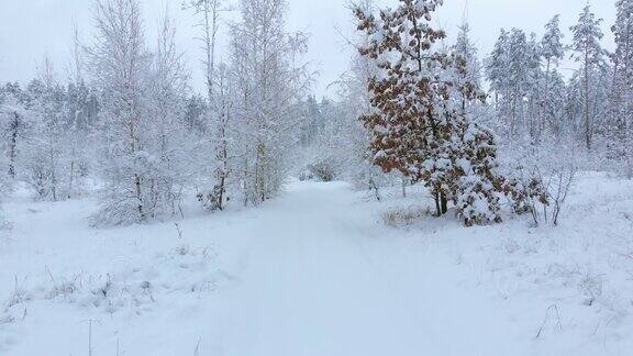 积雪的道路在冬天森林向前移动