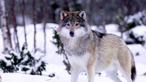 寒冷的冬天夜晚三只狼在森林里行走
