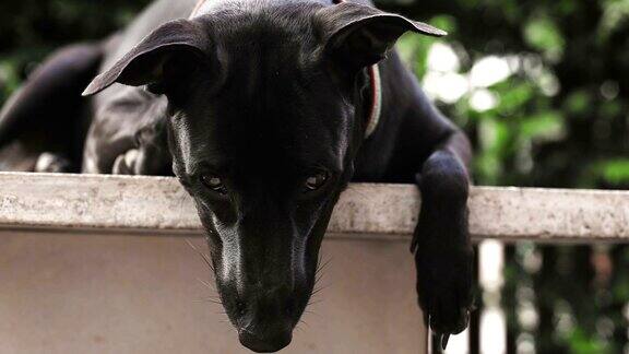 近距离拍摄的亚洲黑狗的头部宠物坐等待狗主人