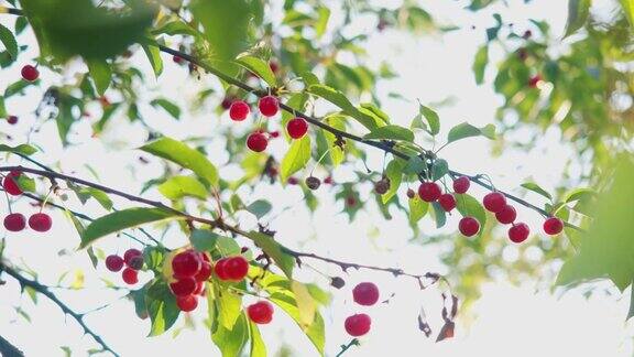 红色成熟的浆果生长在夏季花园的树上