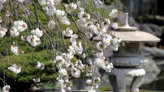 PAL:日本花园(视频)