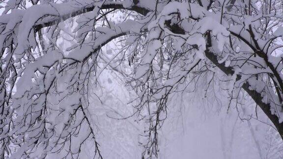 慢句:雪从树枝上飘落