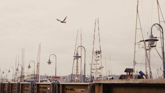 渔船海鸥旧金山渔民码头洞穴