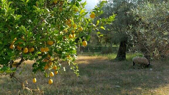 乡下果园里的柠檬