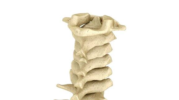 颈椎解剖人类的骨骼医学精准3D动画