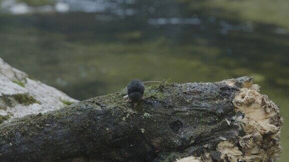 山河旁的木头上的普通鼩鼱(4K)-(刺梨科)
