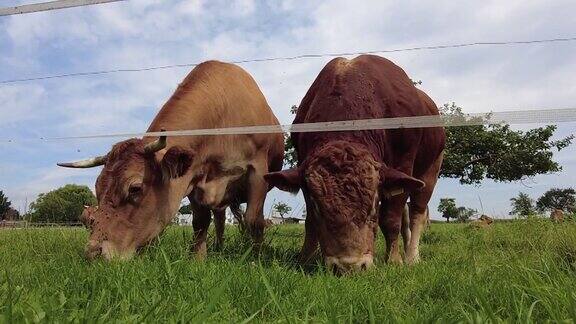 奶牛和公牛看着镜头吃着草