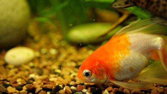 美丽的金鱼在鱼缸或家庭水族馆里游泳