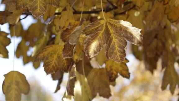树叶在秋天的风中飘动特写枯树枯黄的叶子