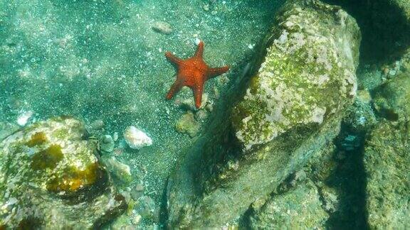 巴托洛梅岛水下的海星