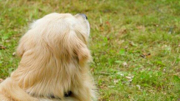 毛茸茸的白色金毛猎犬躺在草地上