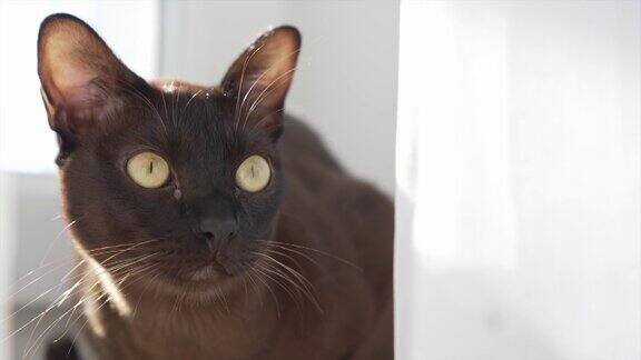 棕色缅甸猫巧克力色皮毛黄色眼睛凝视