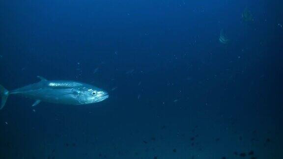 饥饿的大金枪鱼晚上在暗礁上寻找食物