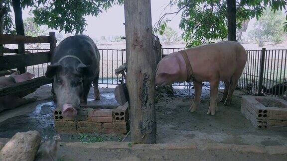 猪圈里的白猪和黑猪在用砖做的食槽吃东西(近距离)