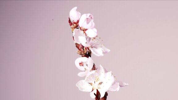 时间的推移桃花盛开在一个桃花的树枝上