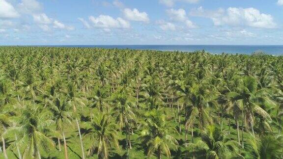 航拍:在高大的棕榈树之间飞行棕榈树生长在令人窒息的蓝色海洋旁