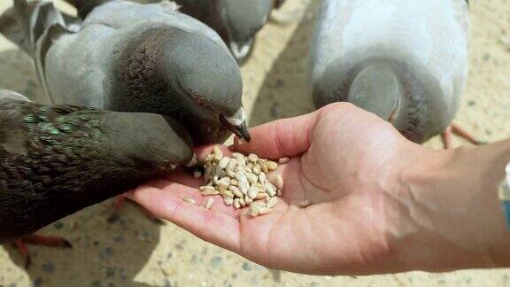 两只鸽子啄食葵花籽的特写镜头在奎尔公园一名妇女正在喂食野生鸽子巴塞罗那西班牙4k
