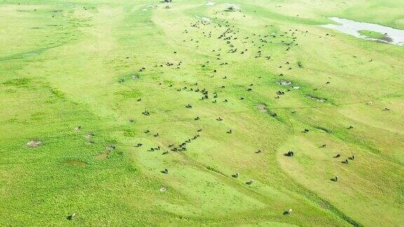 鸟瞰在草地上吃草的水牛和奶牛