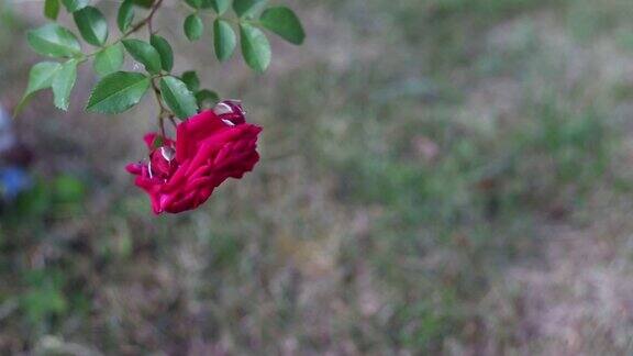 花园里的玫瑰在风中摇曳