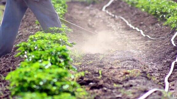人类从事农业工作用锄头把泥土带到辣椒植株的茎上