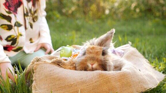 复活节兔子棕色坐在篮子里小女孩在篮子里放彩蛋