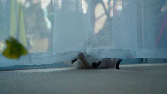 小猫玩窗帘