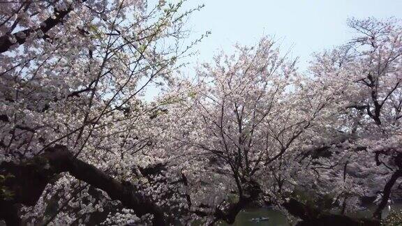 樱花盛开在千代田区九段市东京
