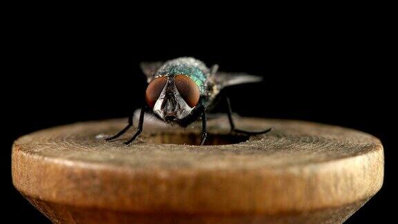一只苍蝇坐在木线轴上