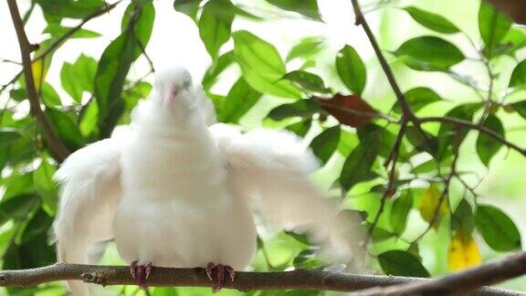 白鸽鸟兽在树影背景上歌唱4K(超高清)