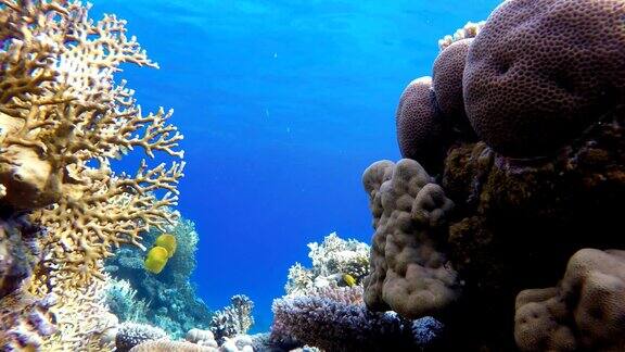 五颜六色的珊瑚和鱼热带鱼海洋中的水下生物
