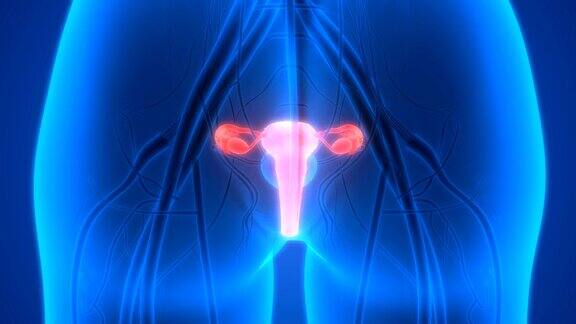 女性生殖系统解剖学