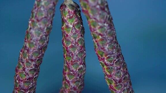 雄絮植物的微距镜头