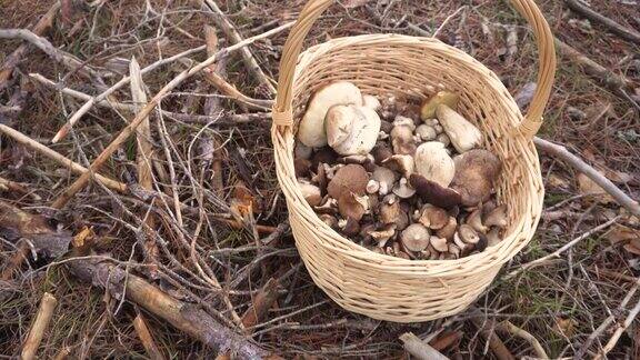 秋天是采蘑菇的季节柳条篮子与蘑菇在森林背景
