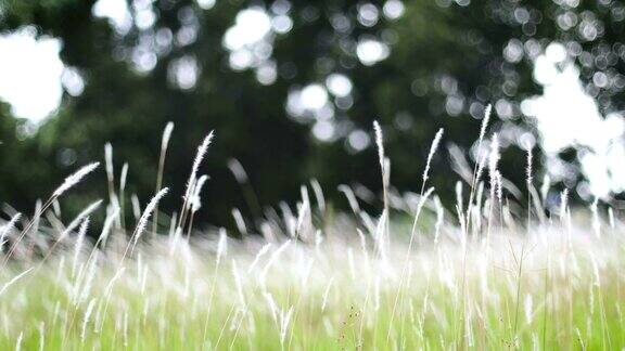 柔软梦幻的白色草羽毛在风与温暖的夏天阳光柔软和清新的自然在秋天春天或夏天的季节背景