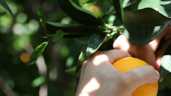 摘橘子