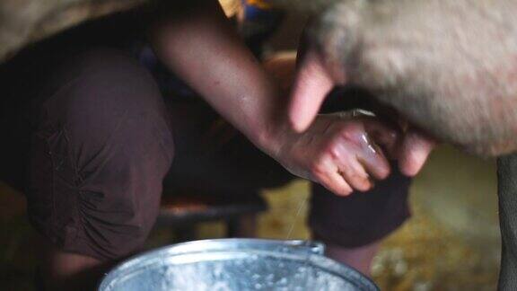 一位老妇人在牲口棚里挤牛奶特写镜头