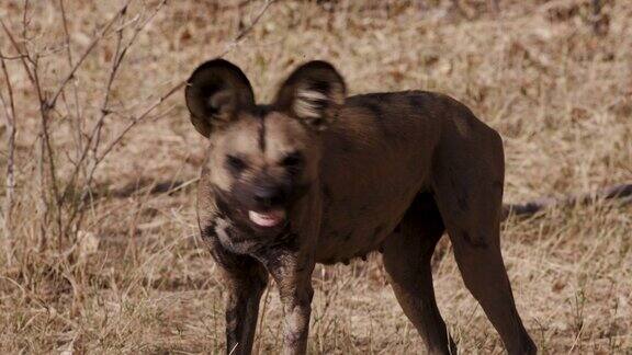特写正面的一个非洲野狗站着环顾四周打哈欠在奥卡万戈三角洲博茨瓦纳