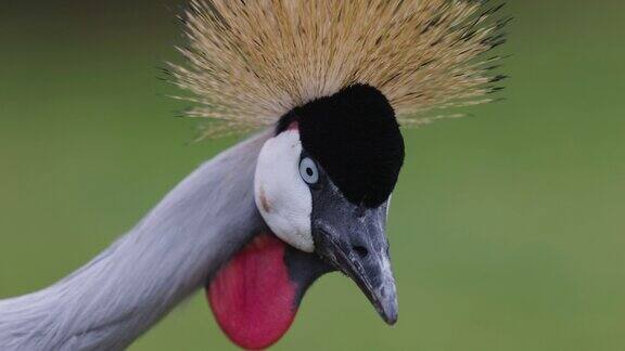 令人惊叹的美丽的特写灰色冠鹤的脸侧面的观点