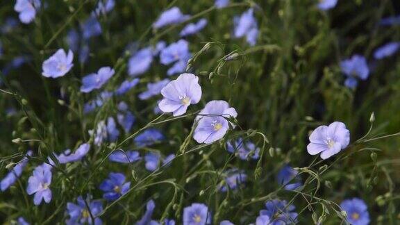 田野里的亚麻在风中开着蓝色的花