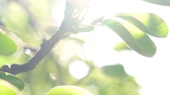 阳光穿过梨树的叶子