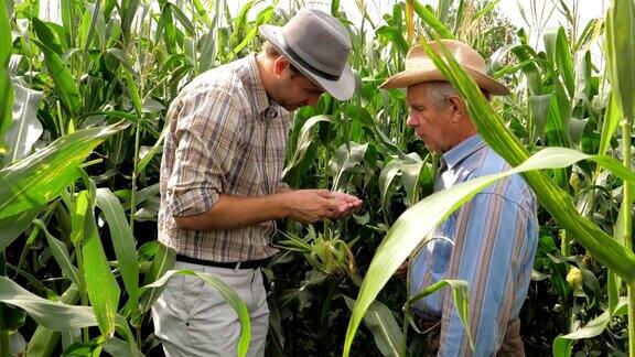 两个农民在玉米地里工作尝试玉米的味道和成熟